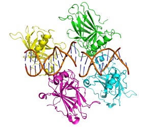 The p53 tetramer bound to DNA