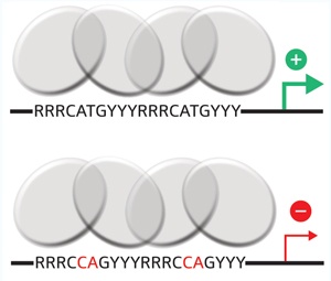 Fig. 1: Schematic illustration showing that just a few sequence elements determine whether p53 (grey circles) acts as an activator or repressor of downstream target genes. Changes in a dinucleotide pair (red letters) within the binding site are sufficient to change the p53RE from an activator (top) to a repressor (bottom).