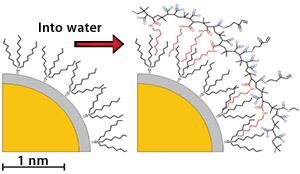 Fig. 1: Quantum dots can be made water-soluble by adding an amphiphilic polymer coating.