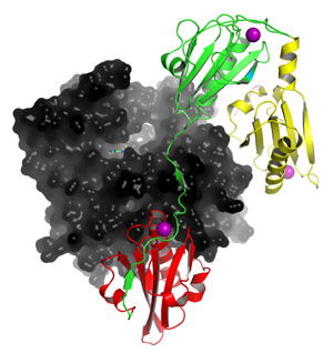Fig. 1: Structure of a fragment of human gelsolin—containing domains G1 (red), G2 (green) and G3 (yellow)—bound to calcium (purple) and actin (black). Calcium binding in the G2 domain plays an essential role in initiating the structural rearrangements involved in protein activation.