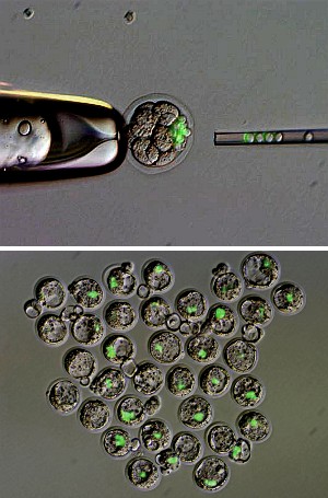 Fig. 1: Functional differences between iPS cells (green) derived from different sources can be tested by injecting them into 8-cell embryos (upper), then culturing them in vitro and implanting them into surrogate mice. iPS cells localize to the inner cell mass of early embryos (lower).
