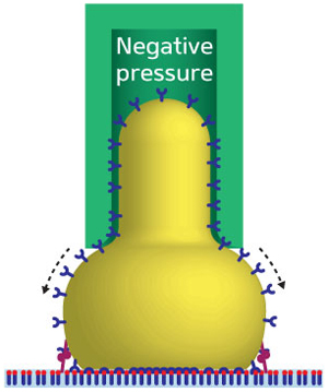 Fig. 1: Schematic representation of a micropipette (green) used to measure the adhesion of a cell (yellow) to a substrate (light blue). Receptors (blue) migrate around the cell membrane to improve the binding to ligands (red) on the substrate. Directly beneath the middle of the cell, the increased receptor density and saturated bonds at equilibrium distance mean there is no force. Either side of this, the receptor-ligand pairs are partially bonded so there is a strong, specific force.