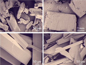 Fig. 1: Scanning electron microscopy images of Tolbutamide polymorphs Form I (top left), Form II (top right), Form III (bottom left), and (bottom right) Form IV.