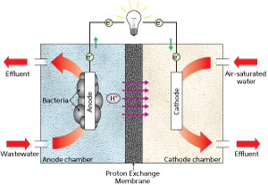 Fig. 1: Schematic diagram of a typical microbial fuel cell consisting of an anaerobic anode chamber and an aerobic cathode chamber separated by a proton exchange membrane. Bacteria at the anode oxidize organic matter (e.g. wastewater) before the electrons (e–) pass through an external circuit and produce current. Protons (H+) migrate through the solution across the membrane to the cathode where they combine with oxygen and electrons to form water. 