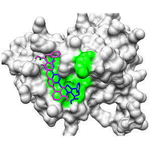 Fig. 1: After selection from an initial pool of molecules, the interaction of drug candidates (magenta and blue) with the BH3 binding site of Mc1-1A (green) can be predicted using a molecular docking program.