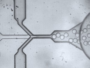 Fig. 1: A microscopy image of a new type of microfluidic device that can produce microdroplets of a specific size by modifying the geometry of a stepwise flow-focusing junction (left of center). Flow is from left to right, and the channel width is 200 μm.