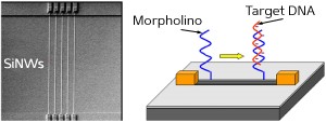 Fig. 1: Scanning electron microscopy image (left) of a cluster of parallel SiNWs, and a schematic illustration (right) of the Morpholino-based sensing mechanism for a single SiNW.