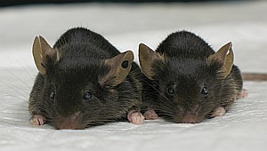 Fig. 1: A transgenic mouse with over-expression of OB-Re (right) has lower body weight and body fat content than its wild-type littermate (left).