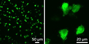 Fluorescent protein-tagged microglia in the brain of embryonic mice