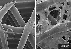 Scanning electron microscopy images showing the bare scaffold (left) and the growth of human MSCs on the scaffold after two weeks (right).