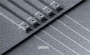Scanning electron microscopy image of a sensor formed from five individual SiNWs