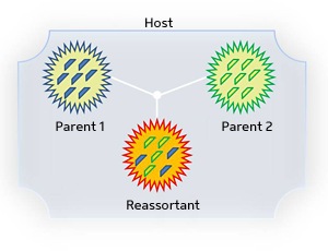 Within a single host cell, multiple influenza parent strains can swap genome segments to yield a novel hybrid 'reassortant' strain.