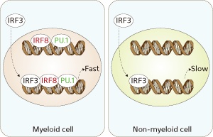 In response to pathogenic stimulation, the pre-formed activation complex of IRF8 and PU.1 facilitates rapid recruitment of activated IRF3 to the IFN-β promoter (left), thereby enabling prompt expression of IFN-β. In non-myeloid cells lacking a pre-bound IRF8 and PU.1 priming complex, IFN-β transcription is delayed (right).