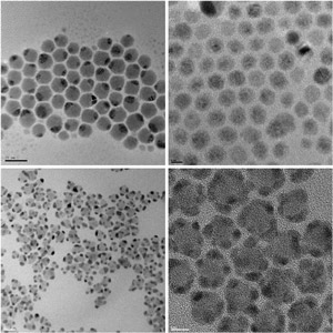 Fig. 1: Transmission electron micrograph images of nanoscale composites of noble metal and semiconductor crystals produced using a new synthesis protocol. Top left, silver-sulfide/silver (Ag2S–Ag); top right, cadmium-sulfide/silver (CdS–Ag); bottom left, cadmium-sulfide/gold (CdS–Au); bottom right, lead-sulfide/gold (PbS–Au).
