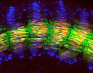 Confocal fluorescence microscopy image of the trunk region of a transgenic zebrafish embryo, showing arrays of muscle cell nuclei (blue) and expression of Engrailed (red) and Eng2a proteins.