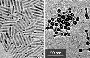 Transmission electron microscopy images of (left) CdSe-seeded CdS nanorods with palladium–gold tips (dark spots), and (right) CdS nanorods with core–shell gold–iron tip structures.