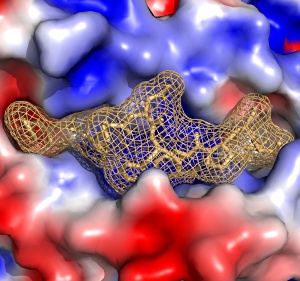 An HBV fragment (brown) binding to the HLA protein