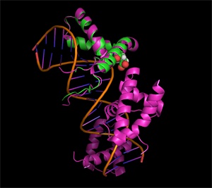 Sox17, with the critical amino acid residue highlighted in red,  induces cells to revert to an undifferentiated state when mutated and expressed with  Oct4.