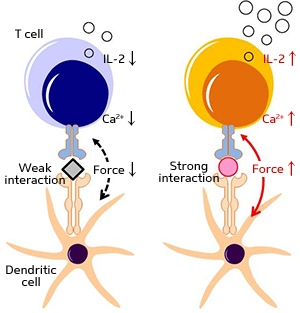 A T cell interacting weakly (left) with a dendritic cell has poor activity. Strong interaction (right) leads to efficient T cell activation, such as a high level of calcium (Ca2+) response and interleukin-2 (IL-2) release.