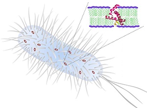 Synthetic α-helical peptides kill bacteria by penetrating and disrupting the cell membrane