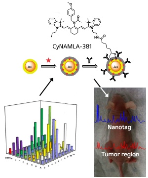 Combinatorial analysis gives the SERS intensity of the CyNAMLA library of compounds (bottom left), from which CyNAMLA-381 was found to be a highly sensitive reporter compound. A gold nanoparticle-based Raman proble bearing CyNAMLA-381 (top) can then be used to detect cancer by SERS (bottom right).