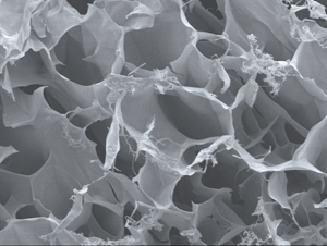 Scanning electron microscopy image of the honeycomb-like structure of the peptide scaffolds, which enable the hydrogels to contain large amounts of water