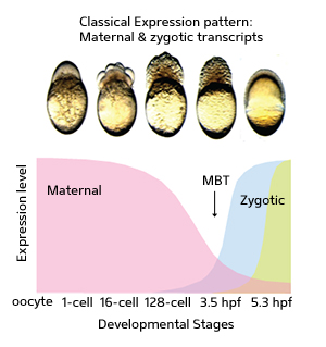 A chart of messenger RNA expression levels at different stages of zebrafish development. Analysis of transcripts at each stage indicated the presence of three major ’superclusters’, one expressed purely from maternal mRNA (purple), followed by a subset of maternal ’pre-MBT’ mRNA transcripts (blue) that usher in the onset of the MBT, at which point the embryo exclusively produces its own zygotic mRNA population (green).