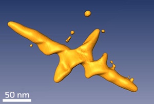 A reconstructed image of a gold nanocross surface