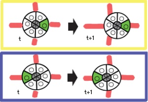 In collective migration, the presence of one cell in an
