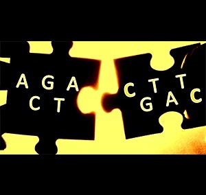DNA strands must be broken up into smaller parts and reassembled, rather like a jigsaw puzzle, for specific types of analysis. The Opera program incorporates a new algorithm to improve the accuracy of reassembling DNA fragment data.