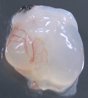A heart with visible blood vessels and newly-formed tissues obtained by seeding a heart scaffold with stem cells