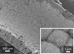 Human kidney cells growing in a hollow fiber membrane