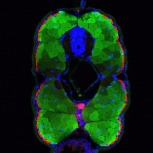 Cross section through a 6-day-old transgenic zebrafish larva showing the fast twitch specific expression of GFP under the control of the endogenous Sox6 promoter (transcriptional) and 3'UTR sequences (translational); the slow twitch fibers are outlined in red; the nuclei are stained blue.