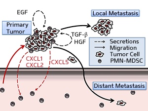 Myeloid-derived suppressor cells (MDSCs) promote metasasis of primary tumors by activating multiple signaling pathways
