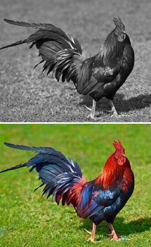 The new program adds color to grayscale images by scanning the internet for pictures with suitable color matches. The interface allows the user to make the final decision on the most realistic color choices.