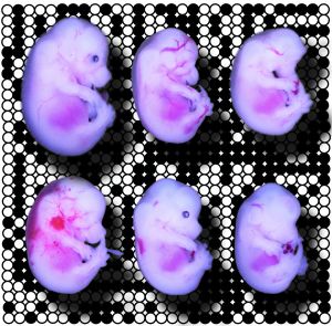 In the absence of maternally expressed TRIM28, genetically identical embryos acquire a diverse range of developmental defects.