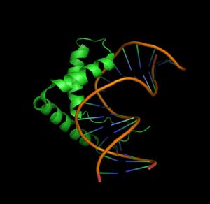 The Sox4 transcription factor has a primary DNA sequence to which it preferentially binds, but it also maintains affinity for a variety of other secondary motifs.
