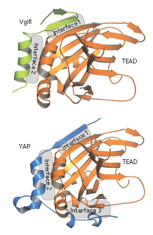 The interaction between VgII1 and TEAD (top) is mediated by two interfaces that are similar to those found in the YAP–TEAD complex (bottom).