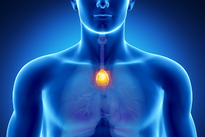 The thymus is a central component of the immune system, and is the site where selected iNKT cells undergo initial activation before migrating to other sites in the body.