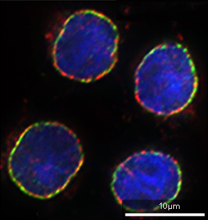 The SLAP75 (soluble lamina protein of 75 kilodaltons; red), which colocalizes with nuclear envelop protein lamin A (green), as identified using the BioID technique. DNA is labeled with a blue dye to reveal the location of the nucleus.