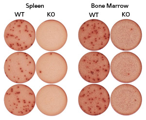 TACI-deficient mice (KO) produce far fewer antibody-secreting plasma cells in response to an immune challenge relative to normal, wild-type (WT) animals.