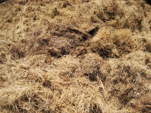 After the extraction of oil from the oil palm plant, the remaining plant matter (above) can be converted into useful chemicals, including xylose.