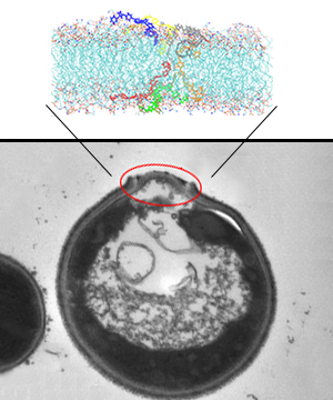 A microbial membrane (bottom) ruptured by multiple oligomer chains. The image above is a schematic representation of the cell wall (grayish surfaces and an aqua core) breach by the oligomer chains (bolded blue, yellow, gray, orange, green and red).