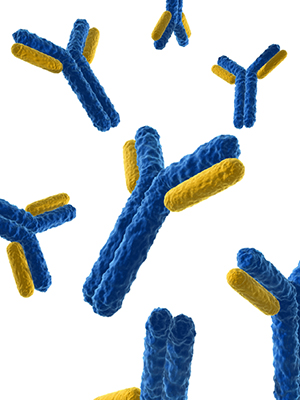 By selecting antibodies (blue and yellow) with strong affinity for particular targets, scientists can label or isolate proteins of interest, or even modulate the function of those proteins in living cells.