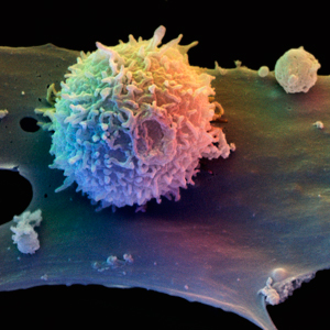 Dendritic cells from human blood are integral parts of the immune system.