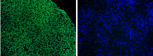 The expression of Ski-related oncogene N (SNON) prior to (left) and after (right) the onset of differentiation.