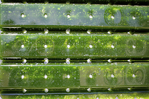Microalgae can be grown in tanks to generate biofuels and other useful chemical feedstocks.
