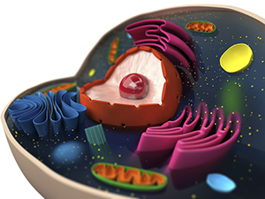Many proteins undergo extensive processing and modification within the stacked compartments of the Golgi apparatus.