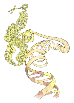 Epigenetic changes to chromosome structure influence whether or not certain genes are active.