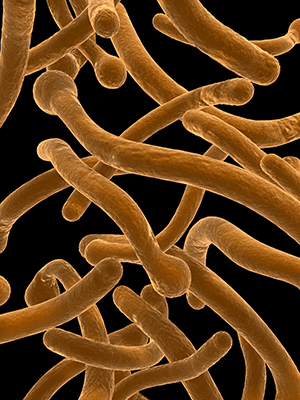Through a process known as concerted chromosome loss, Candida albicans cells (pictured) containing two sets of chromosomes can form mating-competent and viable cells that contain a single set of chromosomes.